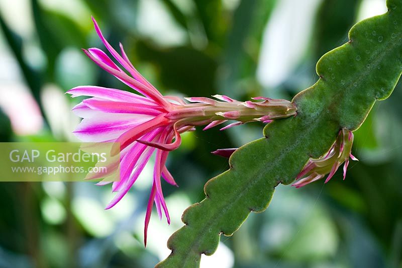 Epiphyllum villa roma - Cactus orchidée