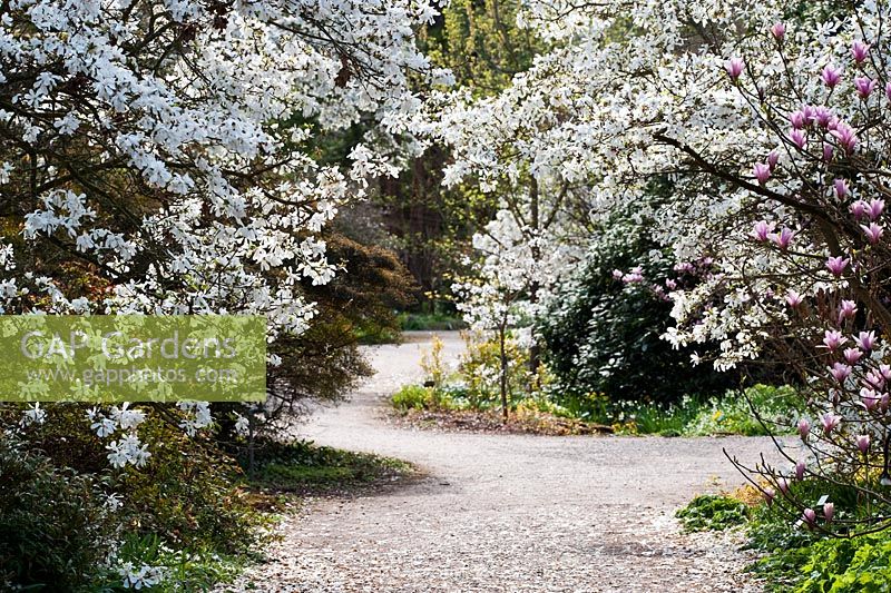 Sentier à RHS Wisley entouré de Magnolia x loebneri 'Merrill'