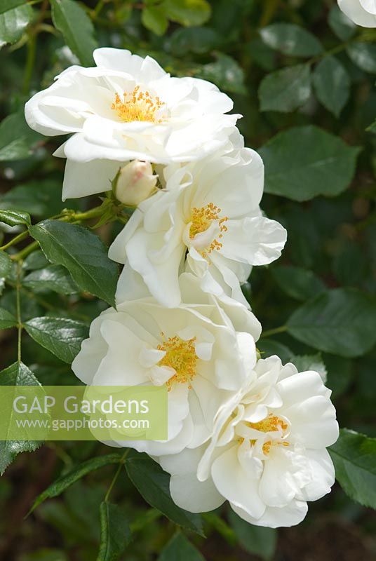 Rosa Flower Carpet White 'Noaschnee', couvre-sol rose