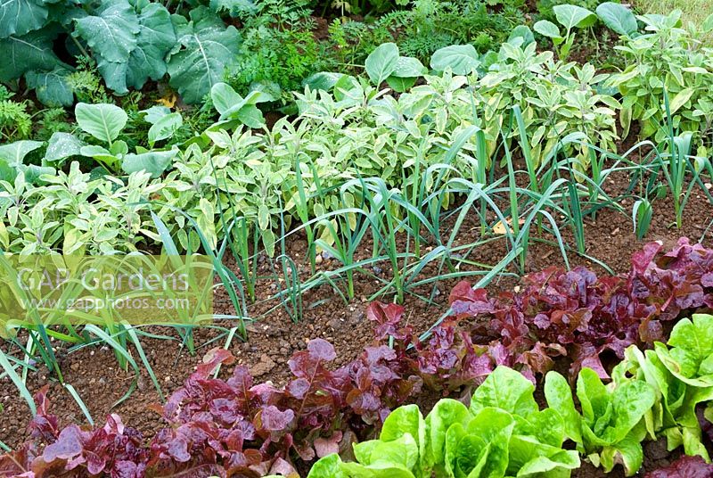 Des rangées de légumes et d'herbes, notamment des feuilles de salade, de la laitue, des poireaux et de la sauge