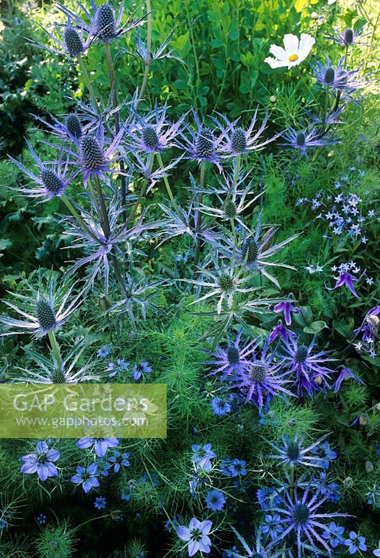 Parterre de fleurs vivaces avec un schéma de plantation principalement bleu comprenant Eryngium, Nigella damascena, feuillage Lathyrus et Cosmos