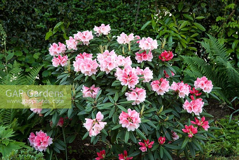 Rhododendron - Eldenhurst