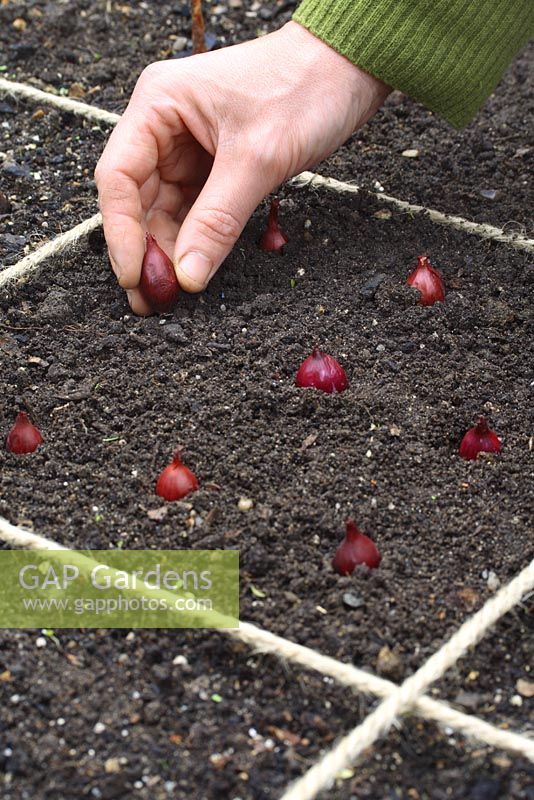 Planter des oignons dans des parterres de fleurs conçus pour le jardinage de pieds carrés