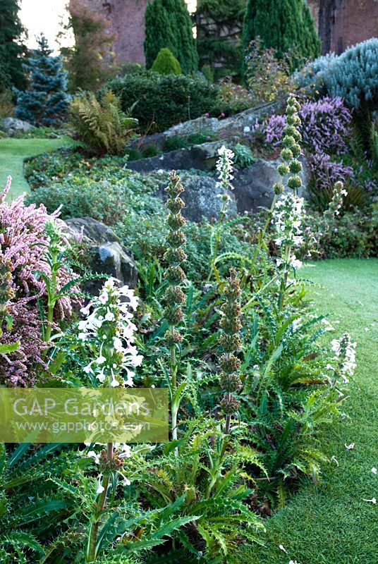 Morina longifolia en parterre de fleurs mixtes - Kilver Court Gardens