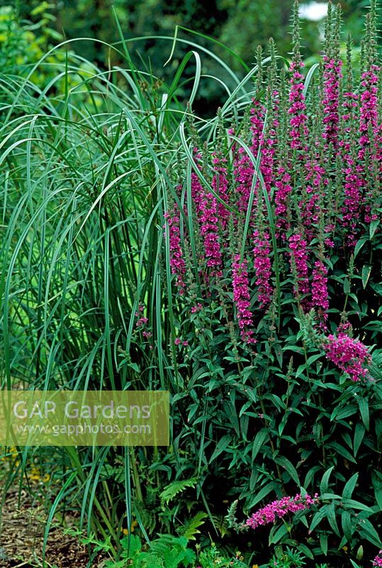 Cyperus longus et Lythrum salicaria