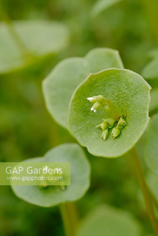Montia perfoliata - Pourpier d'hiver