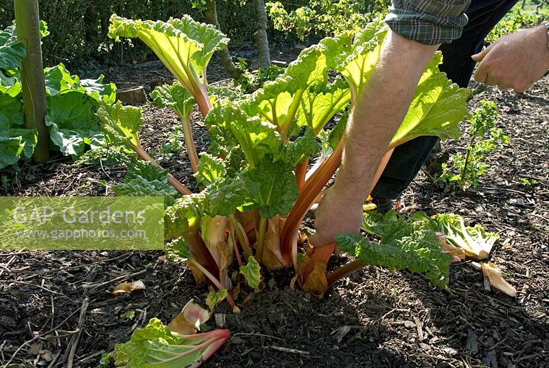 Rheum rhubarbarum - Récolte forcée de la rhubarbe 'Timperley Early'