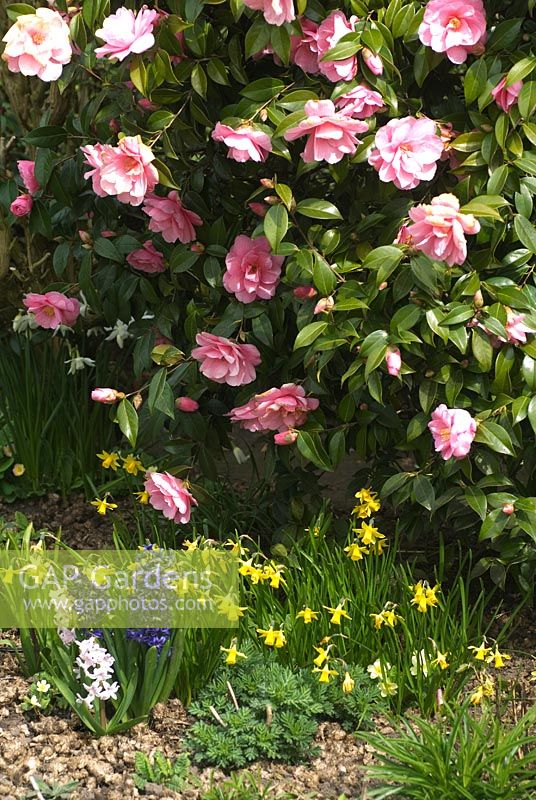Camellia x williamsii 'Donation', Narcisse 'Tete a Tete' et Hyacinthus