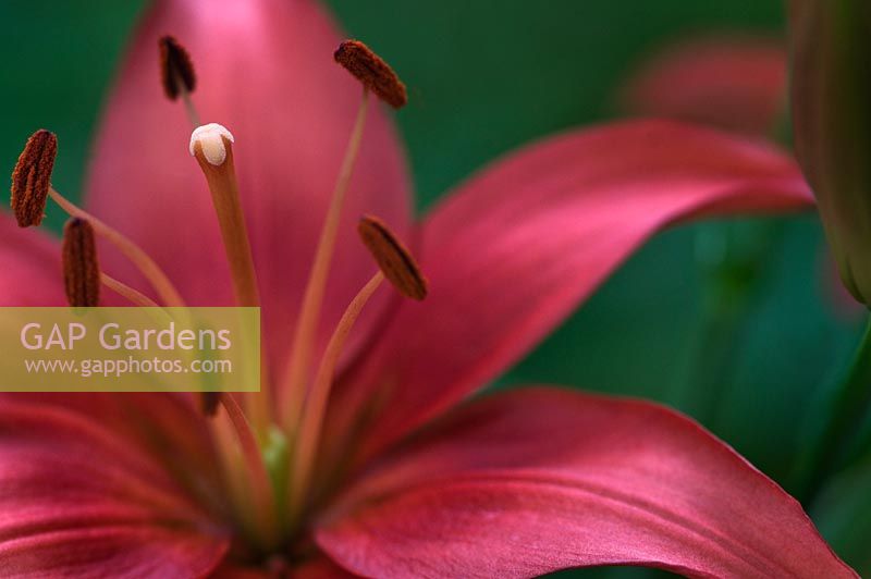 Lilium - lis asiatique