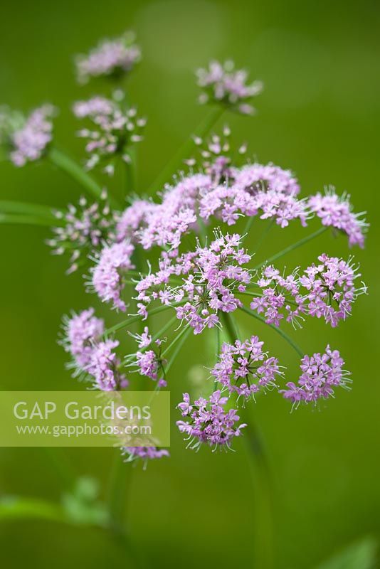 Chaerophyllum hirsutum 'Roseum'