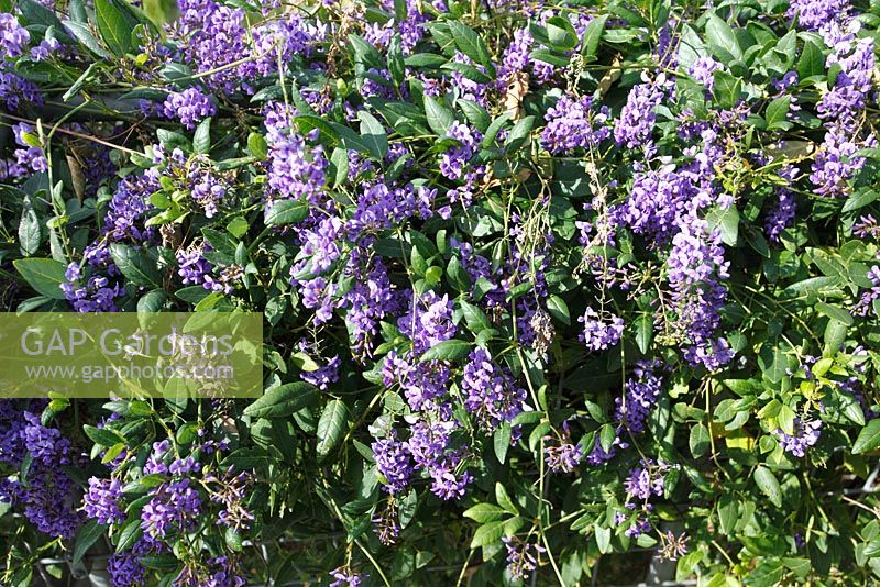 Hardenbergia comptoniana