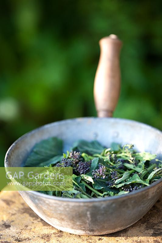 Brassica oleracea - cueilli le brocoli pourpre germé dans une casserole