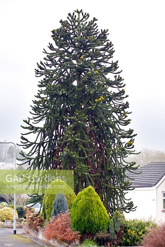 Un Araucaria araucana mature - arbre de puzzle de singe dans un jardin de banlieue