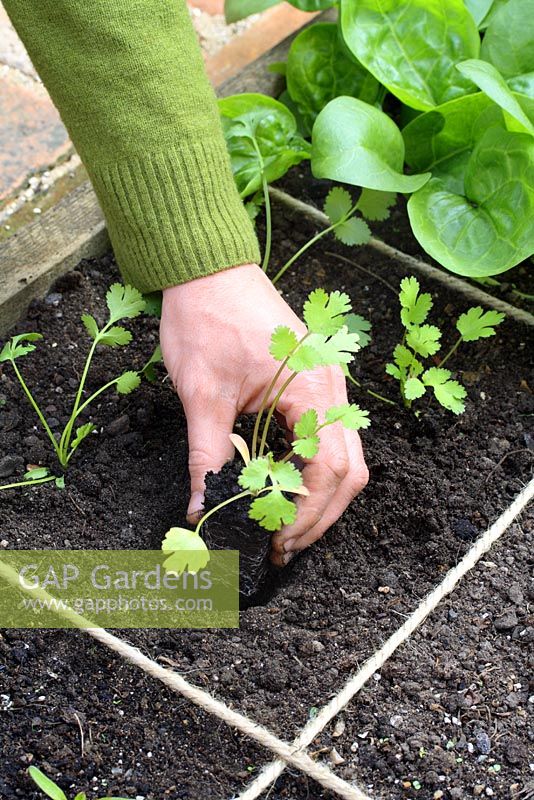 Plantation de plants de coriandre dans des parterres conçus pour le jardinage en pieds carrés