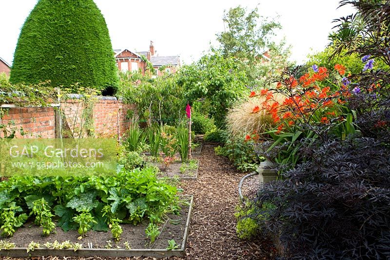 Jardin de banlieue avec potager, Croscosmia et Sambucus niger à droite