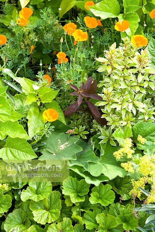 Eschscholzia, Geum, Pieris et Alchemilla