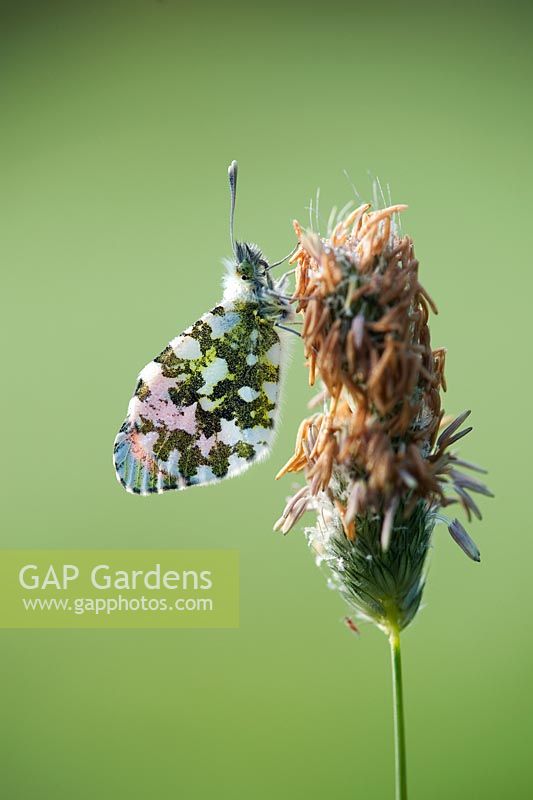 Anthocharis cardamines - Papillon à pointe orange sur l'herbe sauvage