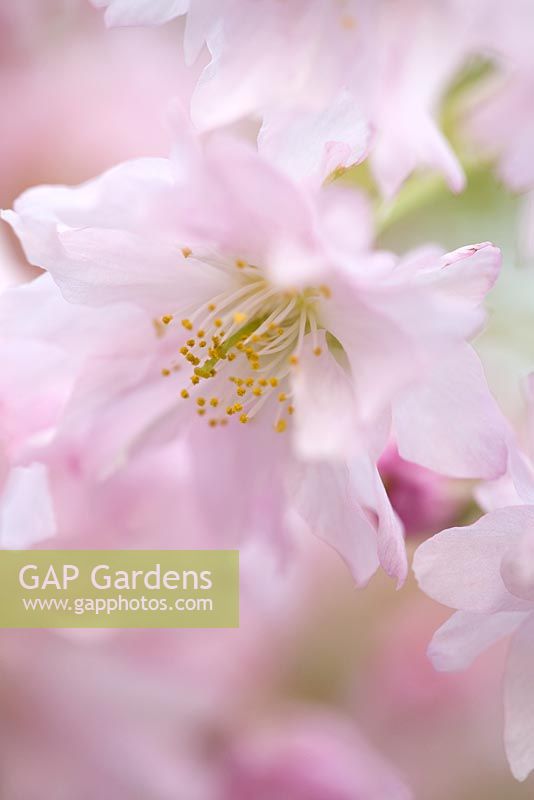 Prunus incisa 'Oshidori' - Cerisier nain à fleurs idéal pour les terrasses et les pots