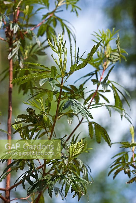 Lyonothamnus floribundus ssp. asplenifolius - jeune arbre Catalina Ironwood