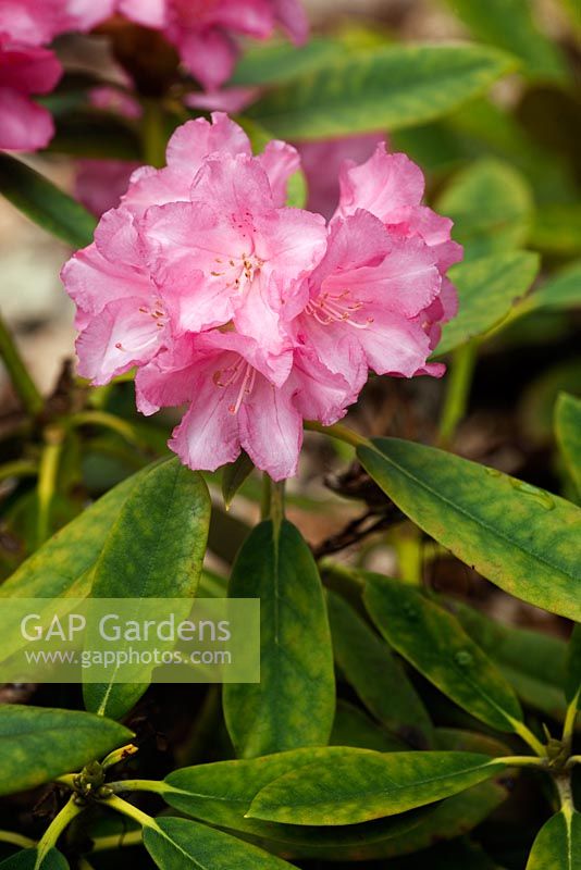 Rhododendron 'Rosy Dreams'