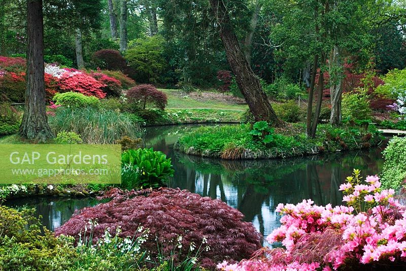 Montrant l'étang dans la zone 'Home Wood' et les environs de Rhododendron et Acer au printemps - Exbury Gardens, Hampshire
