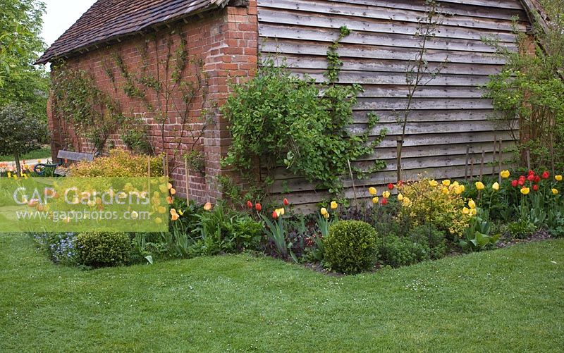 Ferme élisabéthaine avec parterre de printemps de Tulipa, myostose et arbustes matures - Manor Farm Holywell, Warwickshire