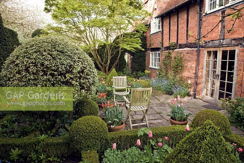 Ferme élisabéthaine, boîte en forme de couverture de tulipes roses, myosotis, arbres et arbustes matures, chaises en bois sur terrasse - Manor Farm Holywell, Warwickshire