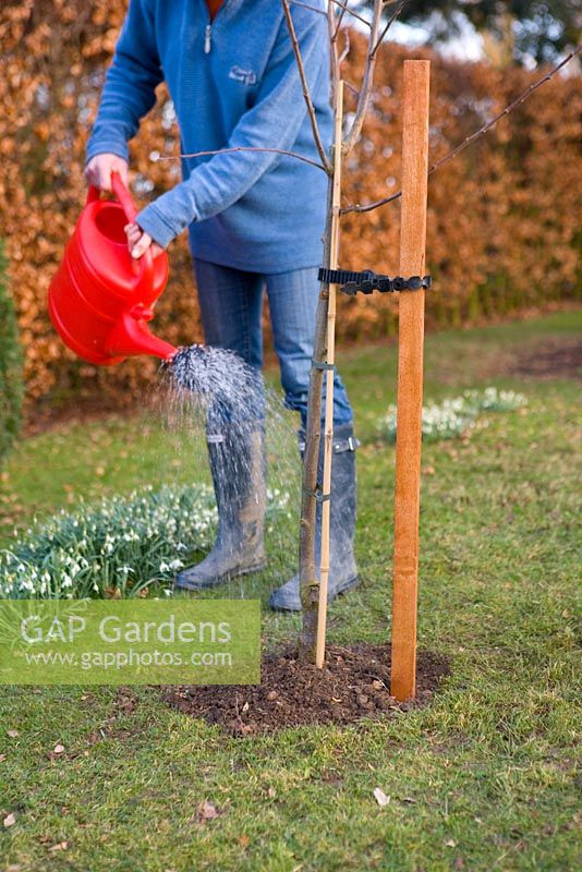 Guide étape par étape pour planter des arbres fruitiers en pot dans un sol ouvert - Arrosez soigneusement la zone couvrant les racines.