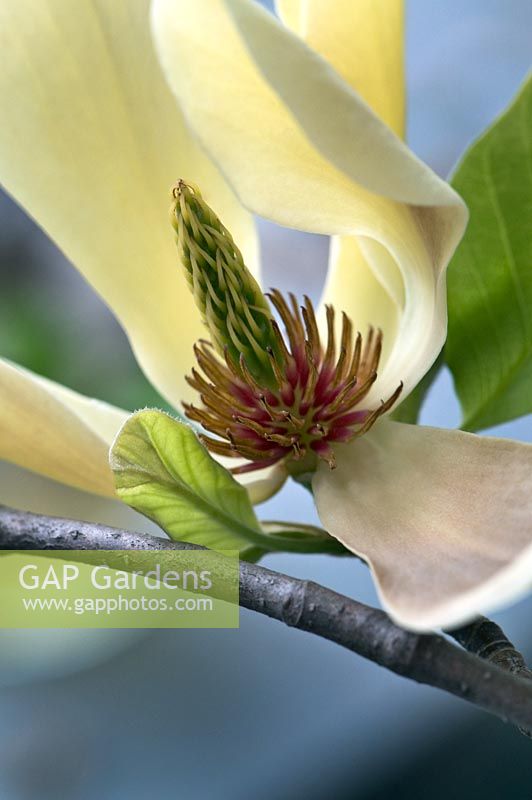 Magnolia 'Papillons'