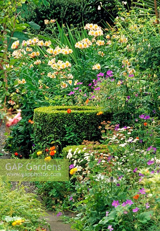 Boîte de gobelets au fond du jardin avec Alstromeria hybride, géranium et coquelicots - Le jardin Dillon, Dublin, Irlande