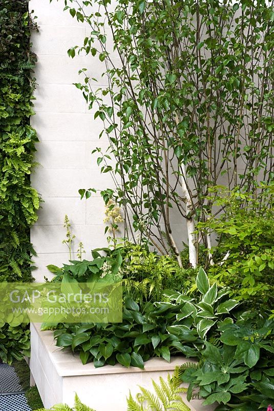 Jardinière surélevée carrée avec Betula et sélection de plantes à feuillage vert, y compris Hosta, Astilbe