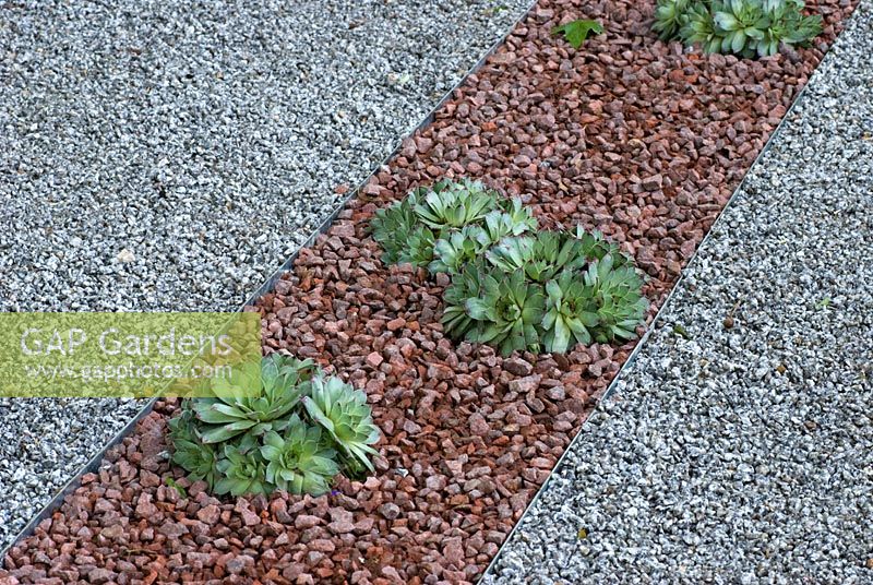 Sempervivum calcareum planté de gravier. Marshalls Living Street Garden, parrainé par Marshalls plc - Gagnant de la médaille Flora dorée au RHS Chelsea Flower Show 2009