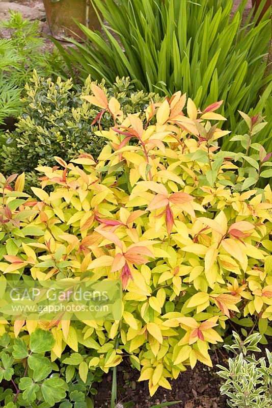 Bouquet formant un arbuste à feuilles caduques, Spiraea japonica 'Goldflame' a des jeunes feuilles de bronze à rouge devenant jaune vif puis vert moyen et rose