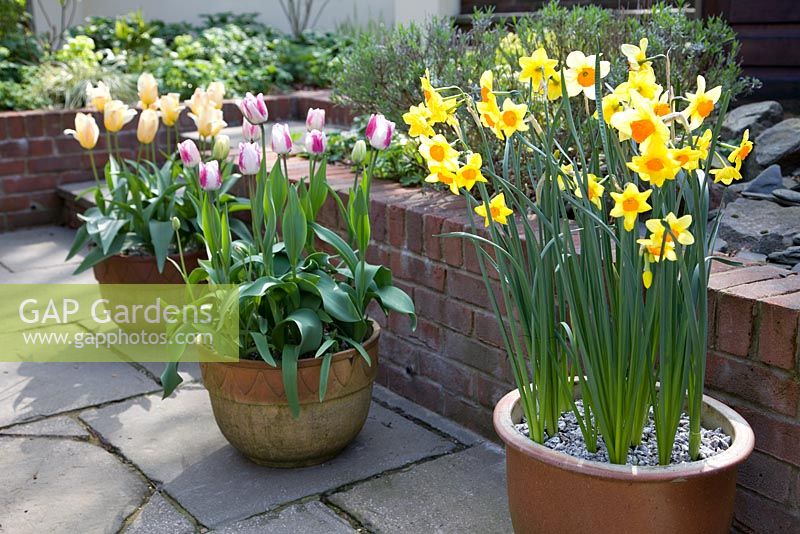 Bulbes de printemps en pots sur terrasse, Narcisse 'Suzy', Tulipa 'Hot Pants' et Tulipa 'Fuer Elise'
