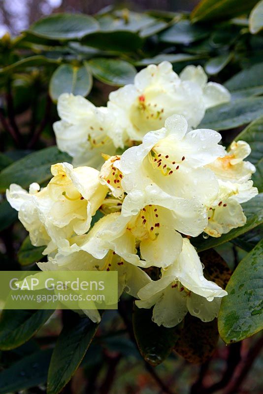 Rhododendron 'John Barr Stevenson'