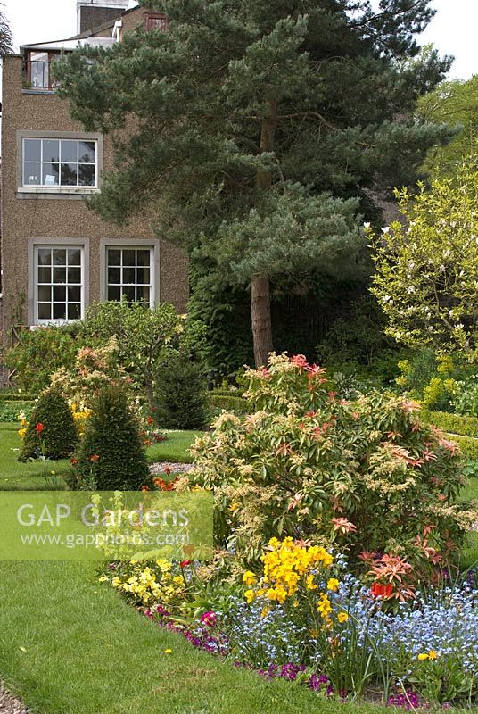 Le jardin Parterre avec motif en pelouse, gravier et parterres de fleurs avec Myosotis, conifères, Pieris, Cheiranthus et Primula avec salle au-delà - Poulton Hall, NGS garden, Cheshire