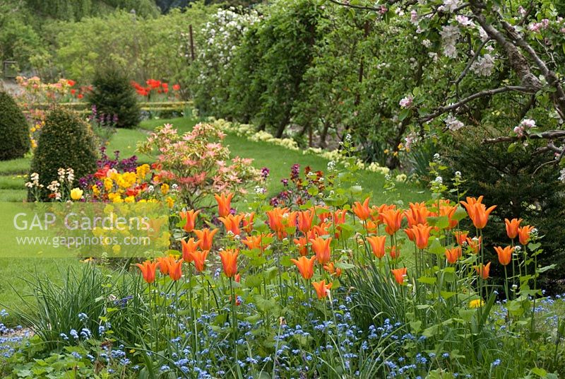 Le jardin Parterre avec motif en pelouse, gravier et parterres de tulipa, myosotis, conifères, pieris et cheiranthus, bordé d'une rangée d'arbres fruitiers en espalier - Poulton Hall, jardin NGS, Cheshire
