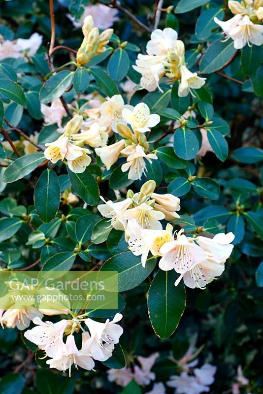 Rhododendron, groupe Alison Johnstone