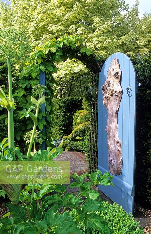 Angélique dans le jardin d'herbes aromatiques et la porte du jardin bleu - Tilford Cottage, Surrey