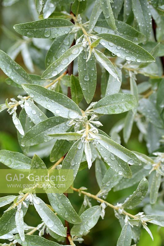Elaeagnus angustifolia 'Quicksilver' - Olive russe