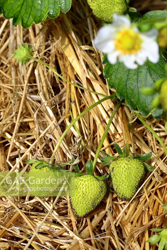 Fragaria - Maturation des fraises paillées avec de la paille en mai