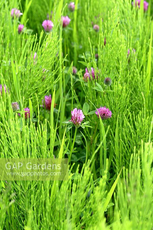 Trifolium pratense chez Hippuris vulgaris - Trèfle et Marestail en plantation de prairie sauvage
