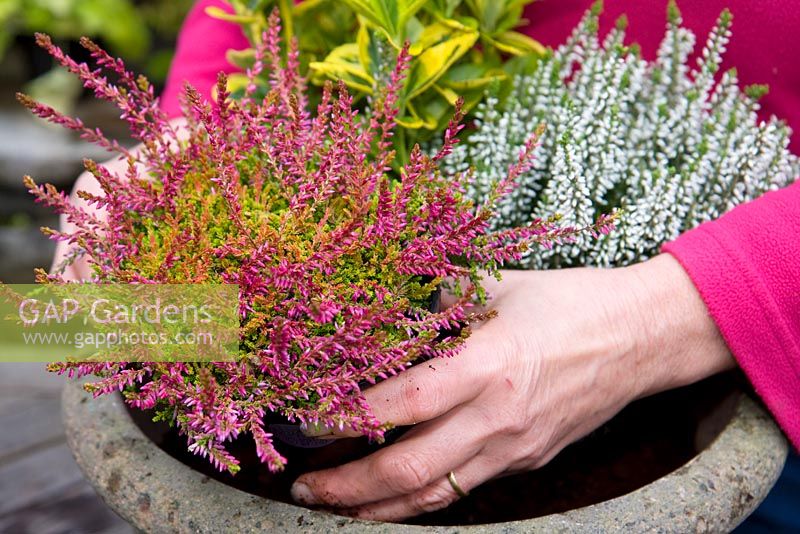 Faire un pot d'automne mixte - Ajout de Calluna