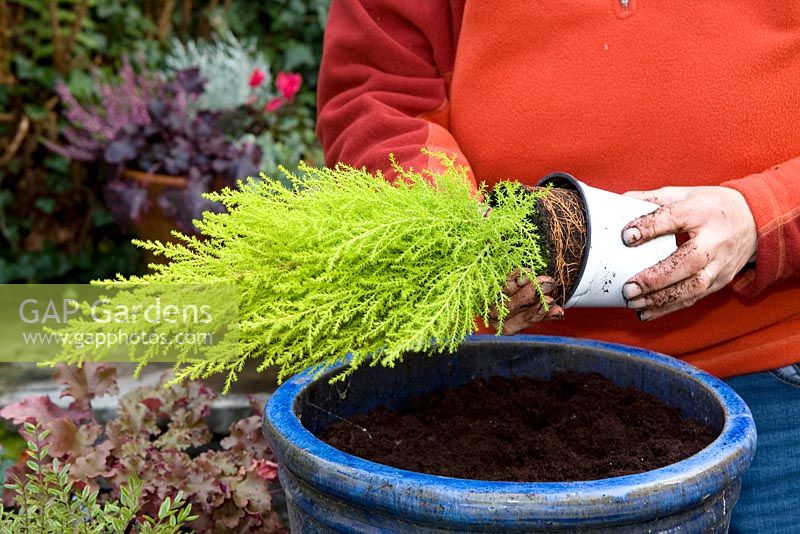 Planter un pot d'automne mixte - Ajout de Cupressus 'Goldcrest'