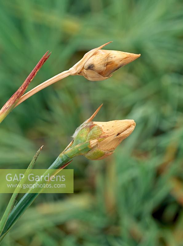 Bourgeon sec sur Dianthus - Des bourgeons de papier secs se forment en raison du manque d'eau pendant la formation