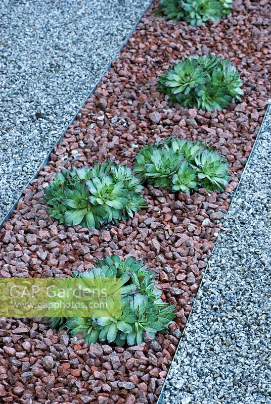 Sempervivum calcareum planté de gravier - Marshalls Living Street Garden, parrainé par Marshalls plc - Médaillé de Flore Argent Doré au RHS Chelsea Flower Show 2009