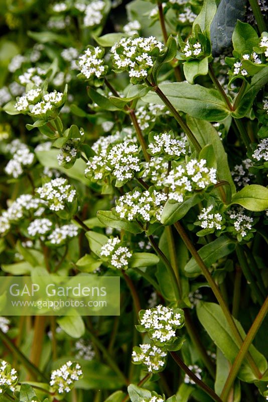 Valerianella locusta - Salade de maïs ou laitue d'agneau