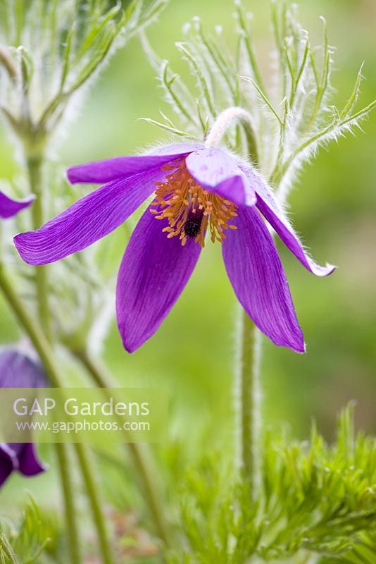 Pulsatilla vulgaris - Fleur de pasque