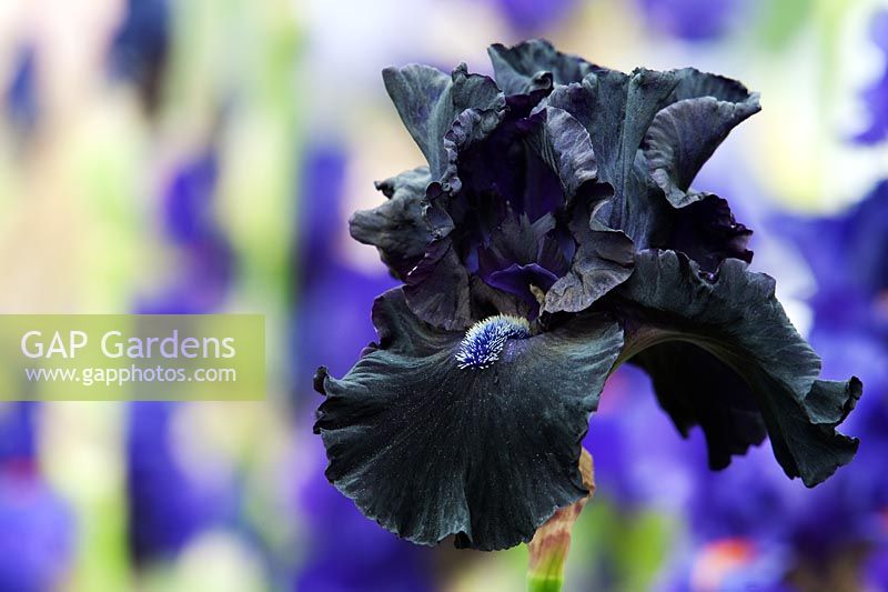 Iris 'Obsidian' - Grand Iris barbu