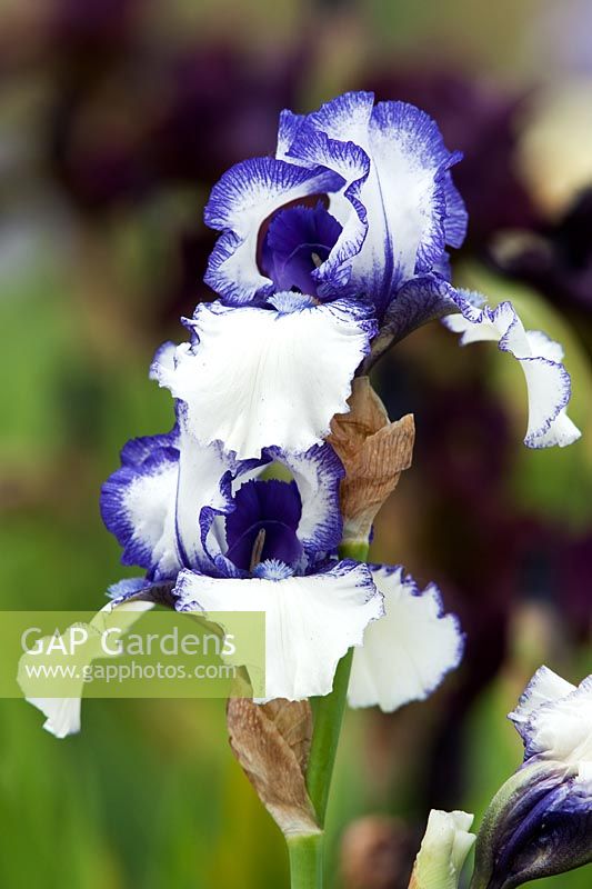 Iris 'Orinoco Flow' - Iris barbus